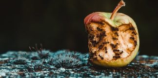 дурные качества