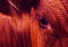 Хукат — Пепел красной коровы