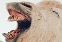 Ответ нечестивому сыну ответ нечестивому сыну