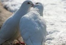 любовь до сих пор жива